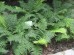 Narecznica 'Crispa' (Dryopteris affinis)